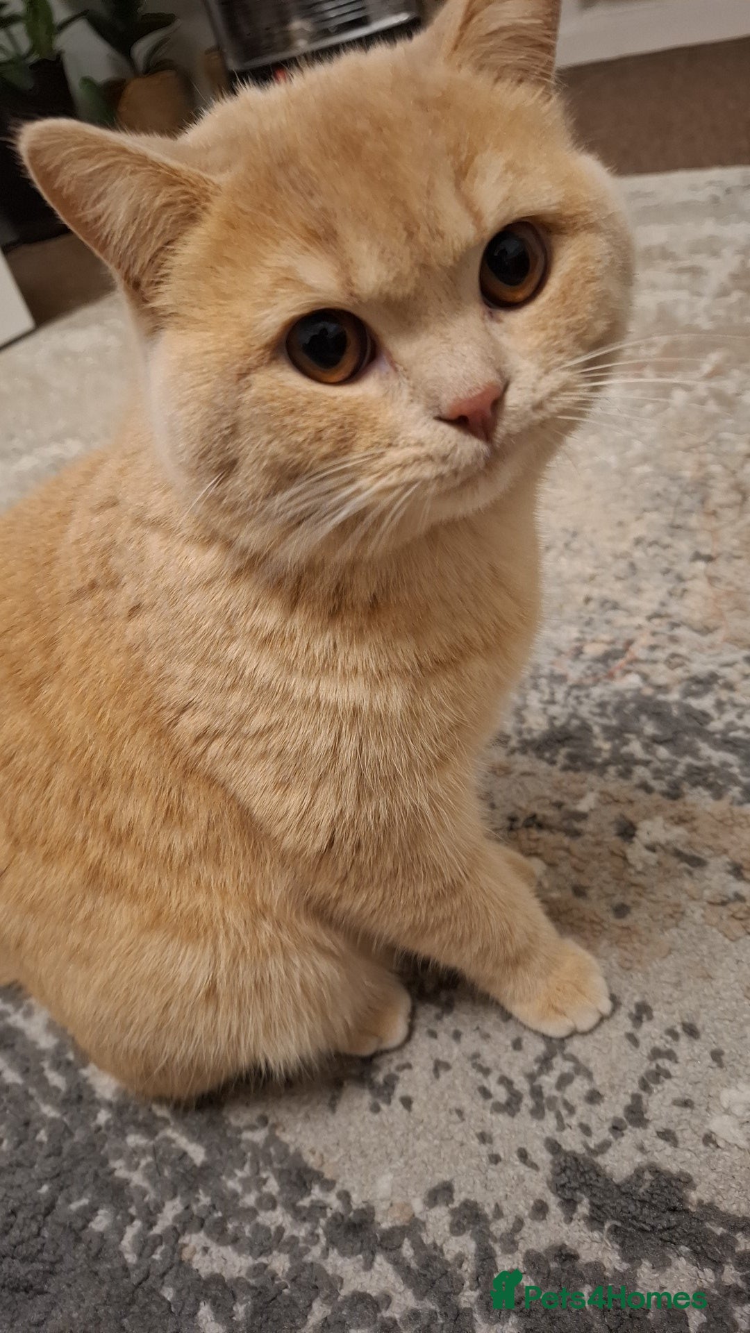 British Shorthair cats for sale: Lovely purebred male British Shothair  - Advert 8