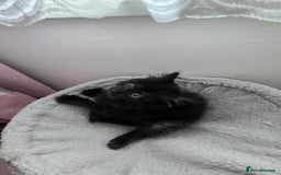 Mixed Breed cats for sale: 5 Kittens for sale - Image 14