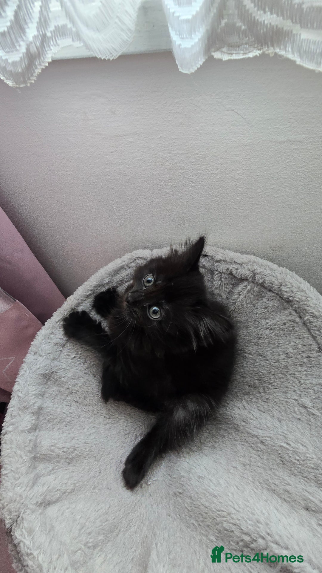 Mixed Breed cats for sale: 5 Kittens for sale - Image 14
