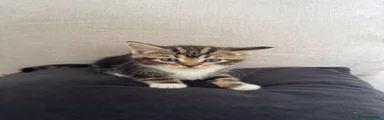Mixed Breed Kitten 3