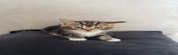 Mixed Breed cats for sale: 3x male kittens for sale in Liverpool - Advert 5