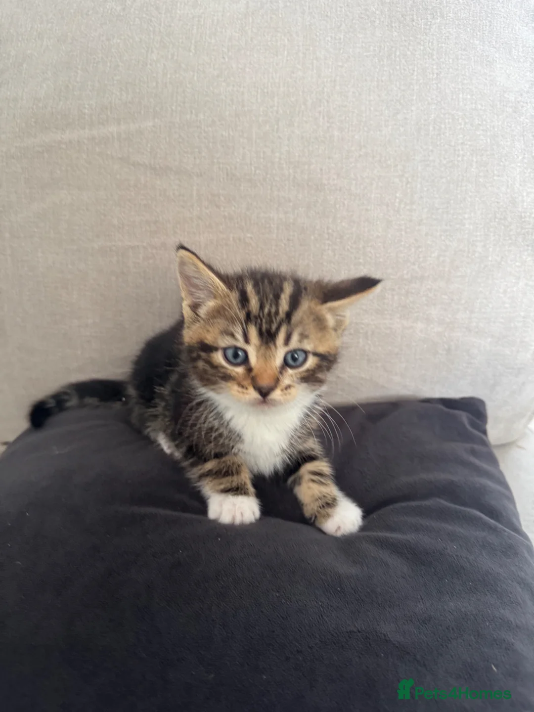 Mixed Breed cats for sale: 3x male kittens for sale in Liverpool - Advert 5