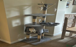 Mixed Breed cats for adoption: [Indoors only] Tom, Bryan, Ezzie: cuddliest boys - Image 25