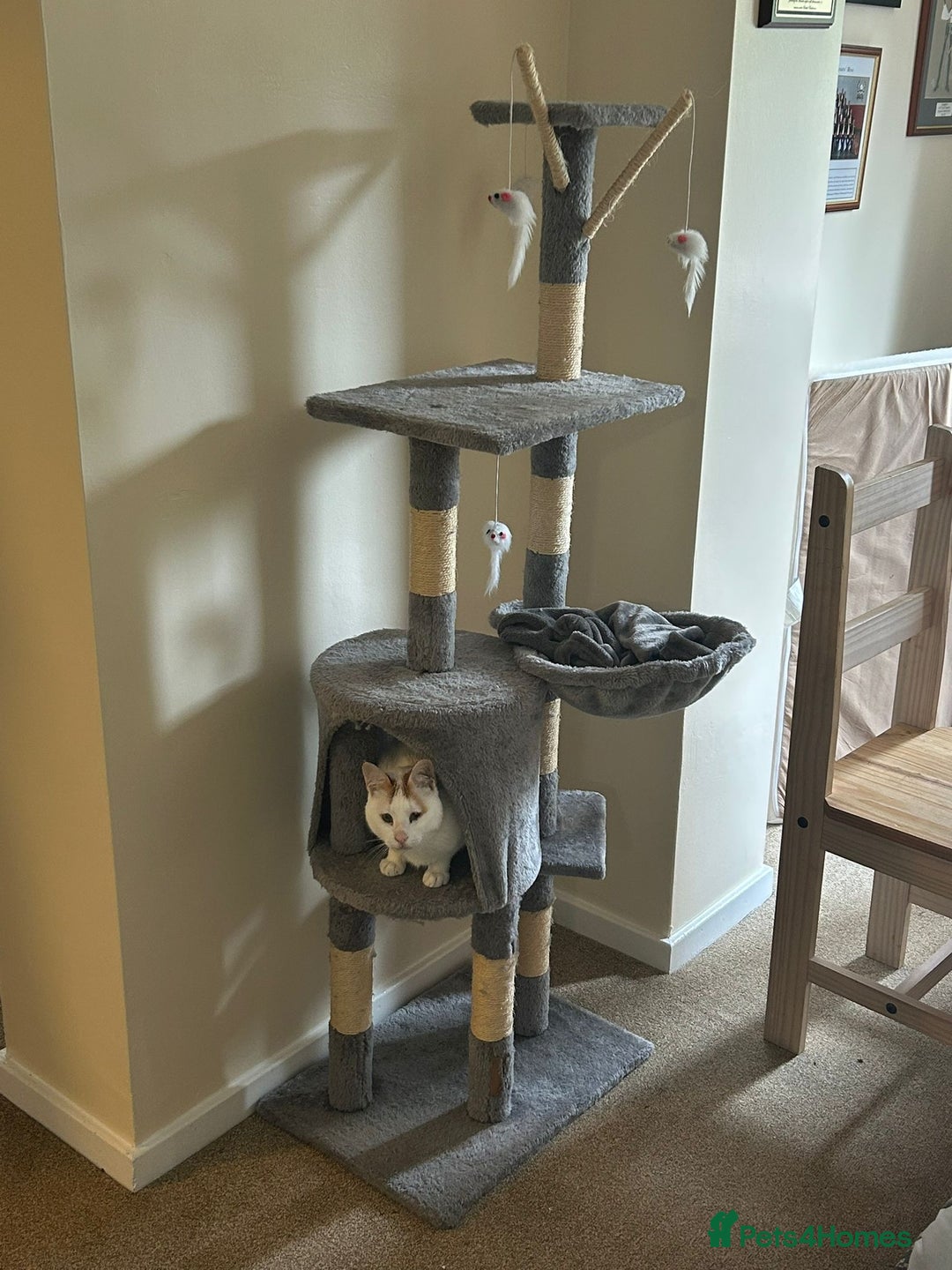 Mixed Breed cats for adoption: [Indoors only] Tom, Bryan, Ezzie: cuddliest boys - Image 25