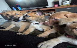 Mixed Breed dogs for sale: Akita mix - Image 18