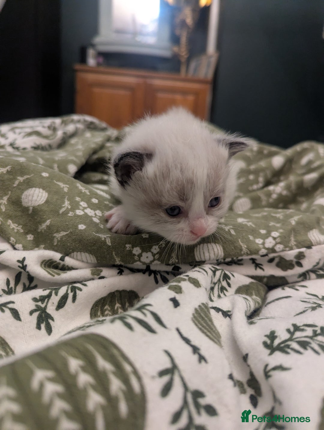 Ragdoll cats for sale: ragdoll kittens (only 1 boy left main picture) - Image 14