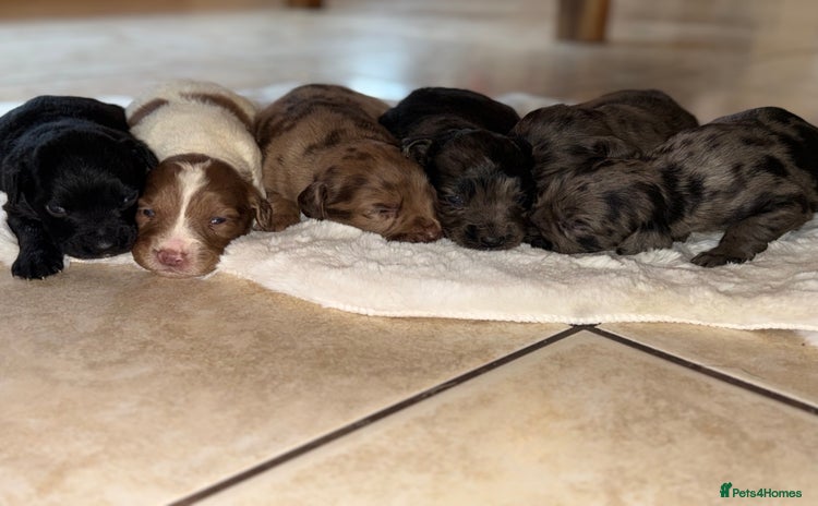 Mixed Breed dogs - Advert 1