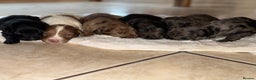 Mixed Breed dogs for sale: Merle spaniel x lurcher puppies  - Advert 2