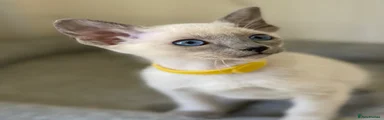 Siamese Kitten 5
