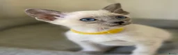 Siamese cats for sale: GCCF Registered Siamese Kittens  - Advert 26