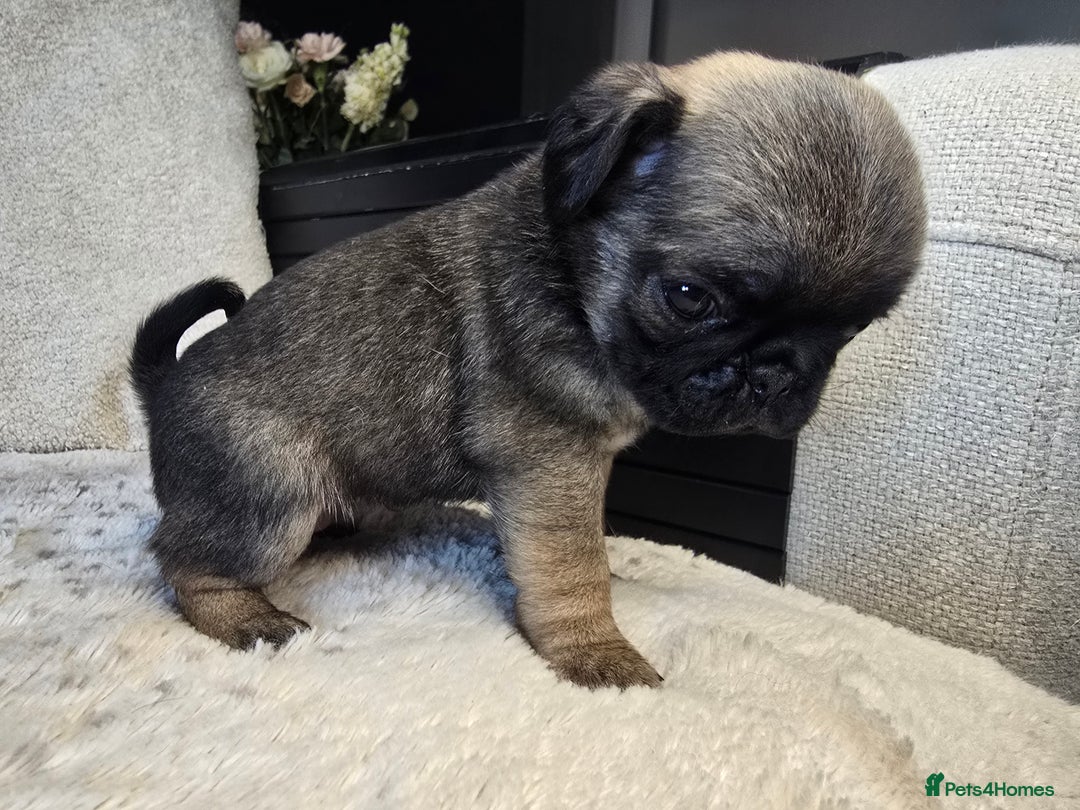 Pug dogs for sale: Beautiful Pug Puppies  - Advert 20