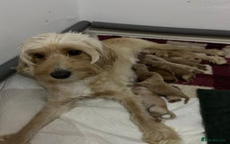 Cockapoo dogs for sale: F2 cockapoo’s for sale! 🌟  - Advert 13