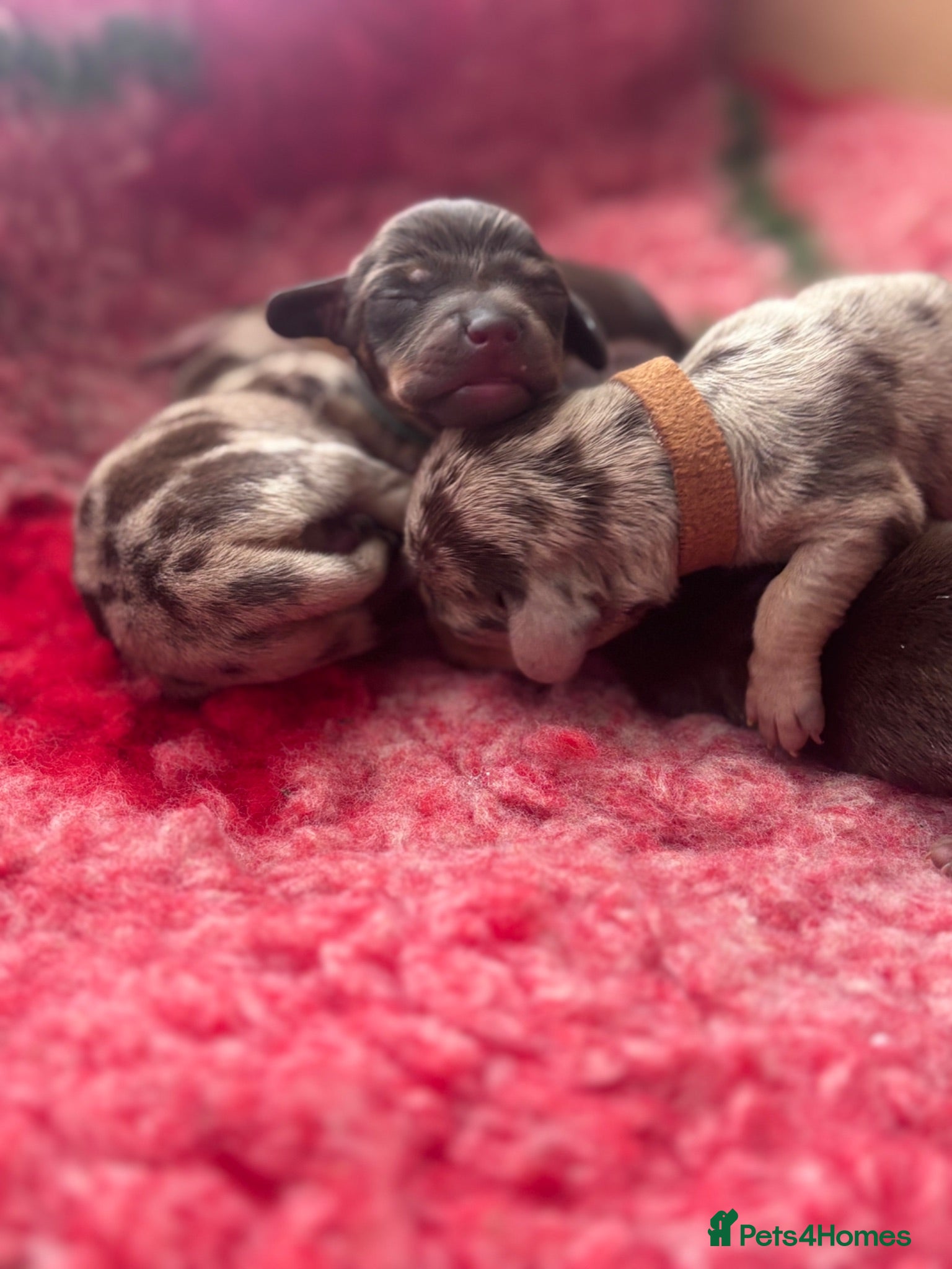 Miniature Dachshund dogs Stunning Miniature Dachshund Boys - Advert 18