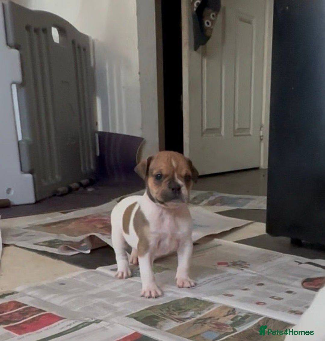 Alapaha Blue Blood Bulldog dogs for sale: TOP QUALITY PURE ALAPAHA BULLDOGS - Advert 33