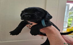 Cocker Spaniel dogs for sale: LAST BOY REMAINING REDUCED kc reg! Cocker spaniel - Image 16