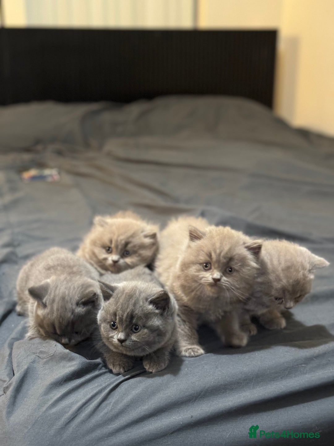 British Shorthair cats for sale: British shorthair blue and lilac  - Image 14