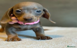 Miniature Dachshund dogs for sale: KC Reg Miniature Dachshund Puppies  - Image 15