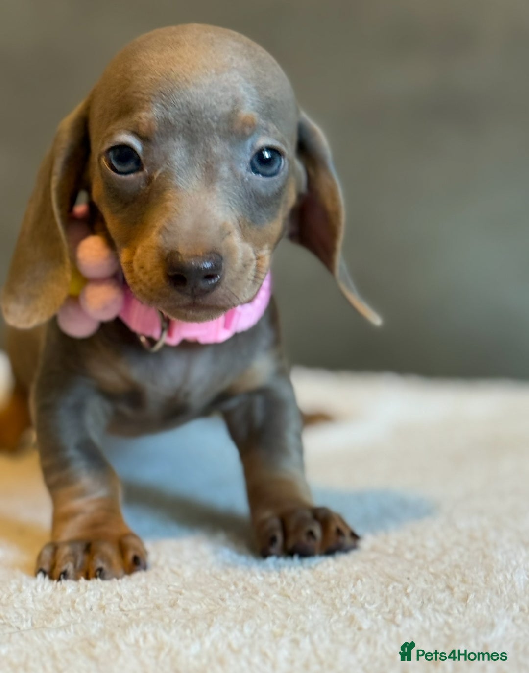 Miniature Dachshund dogs for sale: KC Reg Miniature Dachshund Puppies  - Image 15