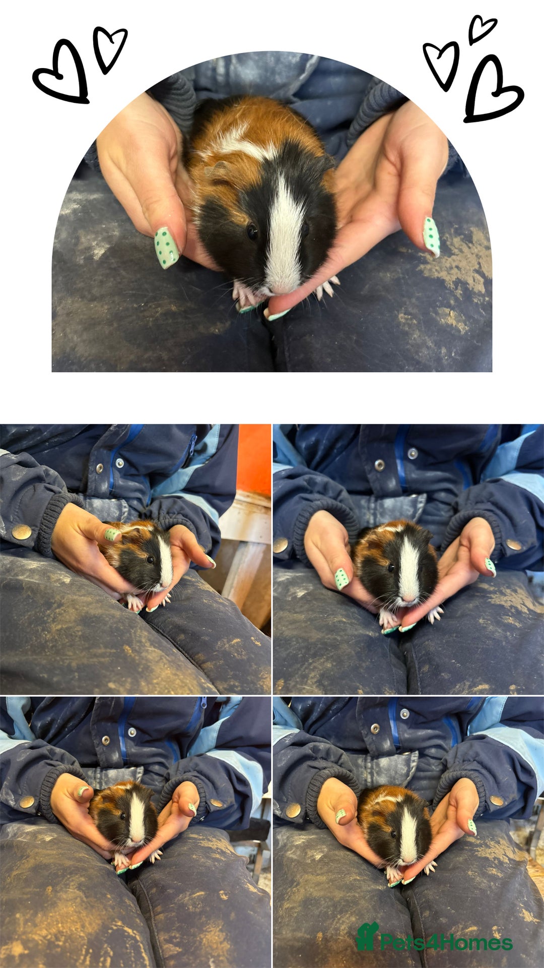 Guinea Pig rodents for sale: Guinea Pigs - Young Males & Females - Advert 5