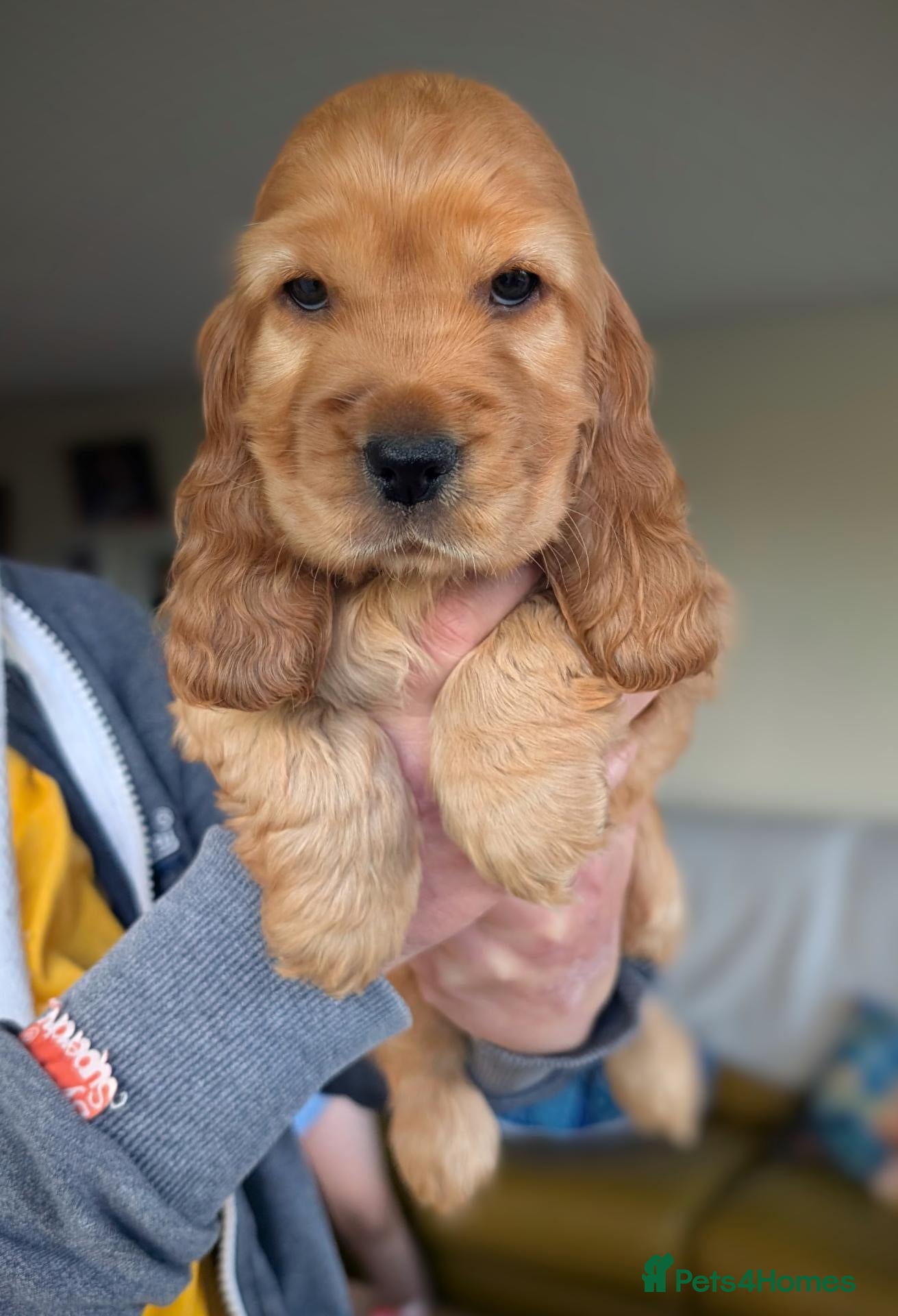 Cocker Spaniel dogs OUTSTANDING ,Pure,KC, Show Type, C/S Puppies - Advert 2