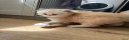 British Longhair cats for sale: Beautiful British Longhair Boys! - Advert 11
