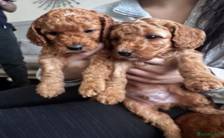 Cockapoo dogs - Advert 5