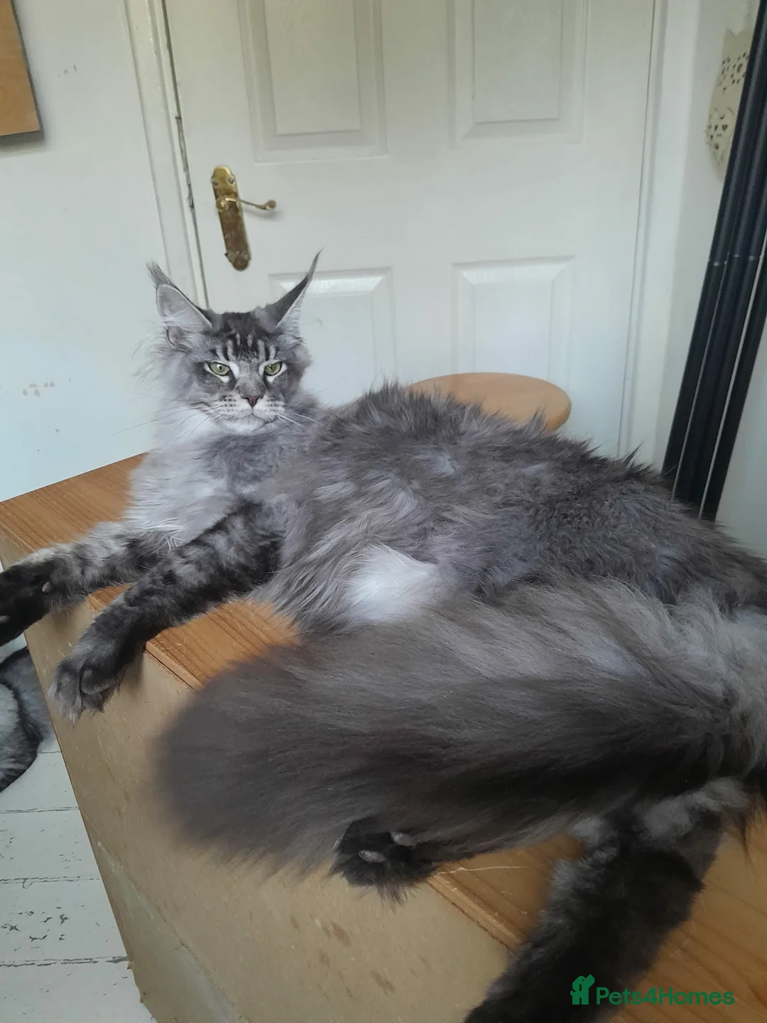 Maine Coon cats for sale: Black silver ticked boy TICA maine coon - Advert 1