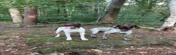 German Shorthaired Pointer dogs for sale: German shorthaired pointer - Advert 3