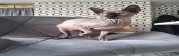 Sphynx cats for sale: Two sphynx cats for rehome in Liverpool - Advert 2