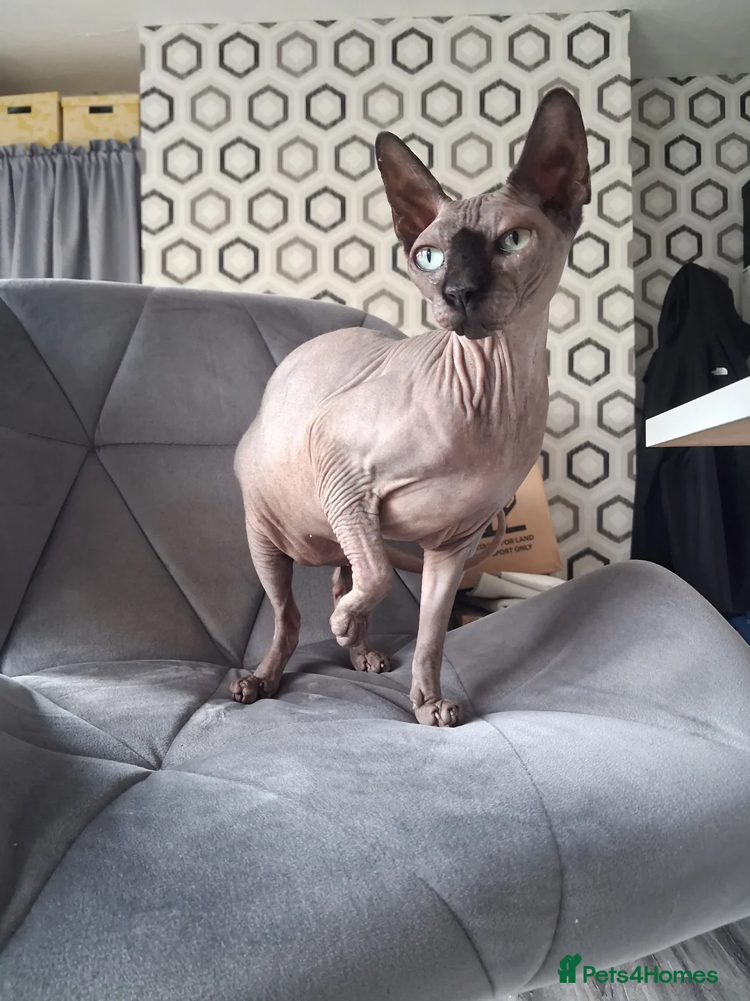 Sphynx cats for sale: Two sphynx cats for rehome in Liverpool - Advert 2