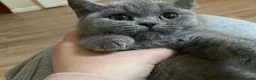 British Shorthair cats for sale: Stunning Blue & Black GCCF Kittens - Advert 9