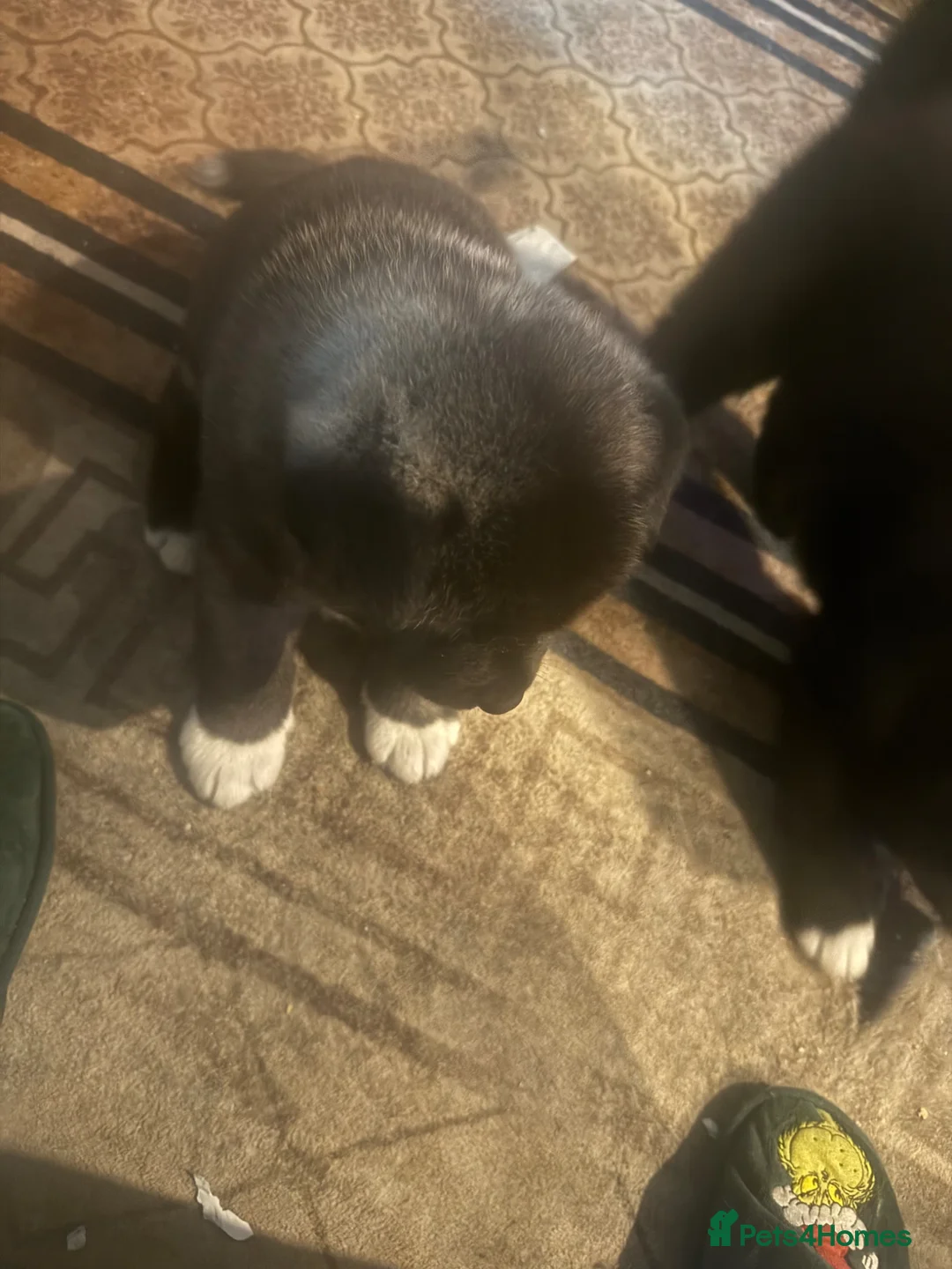 Akita dogs for sale: Puppys in London - Advert 5