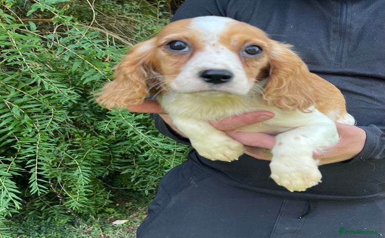 Cavalier King Charles Spaniel dogs - Advert 10