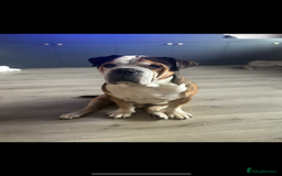 American Bulldog dogs for sale: american bulldog  - Image 12