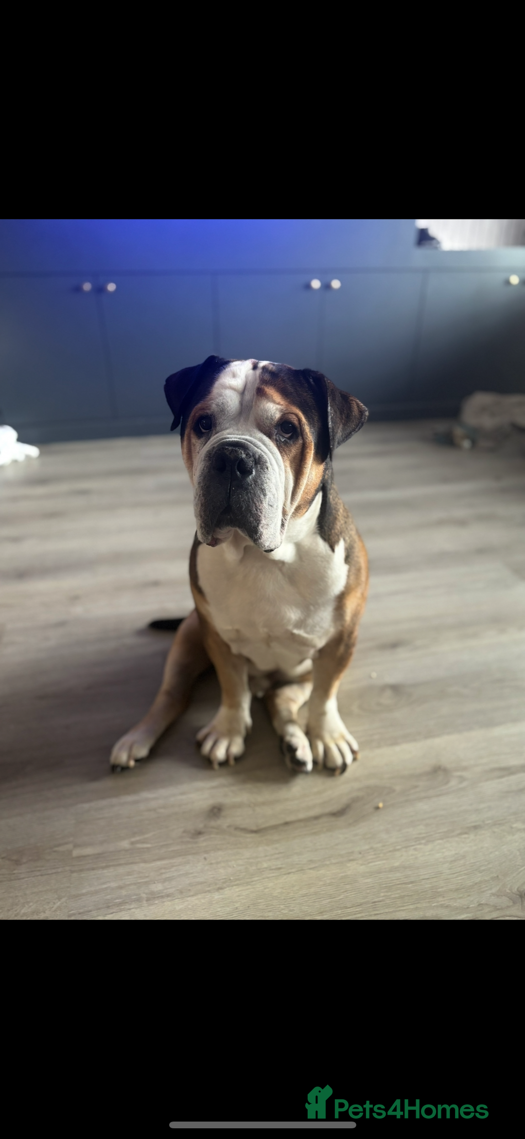 American Bulldog dogs for sale: american bulldog  - Image 12