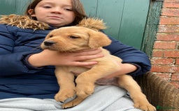 Labrador Retriever dogs for sale: Labrador puppies for sale 🐶 - Image 4