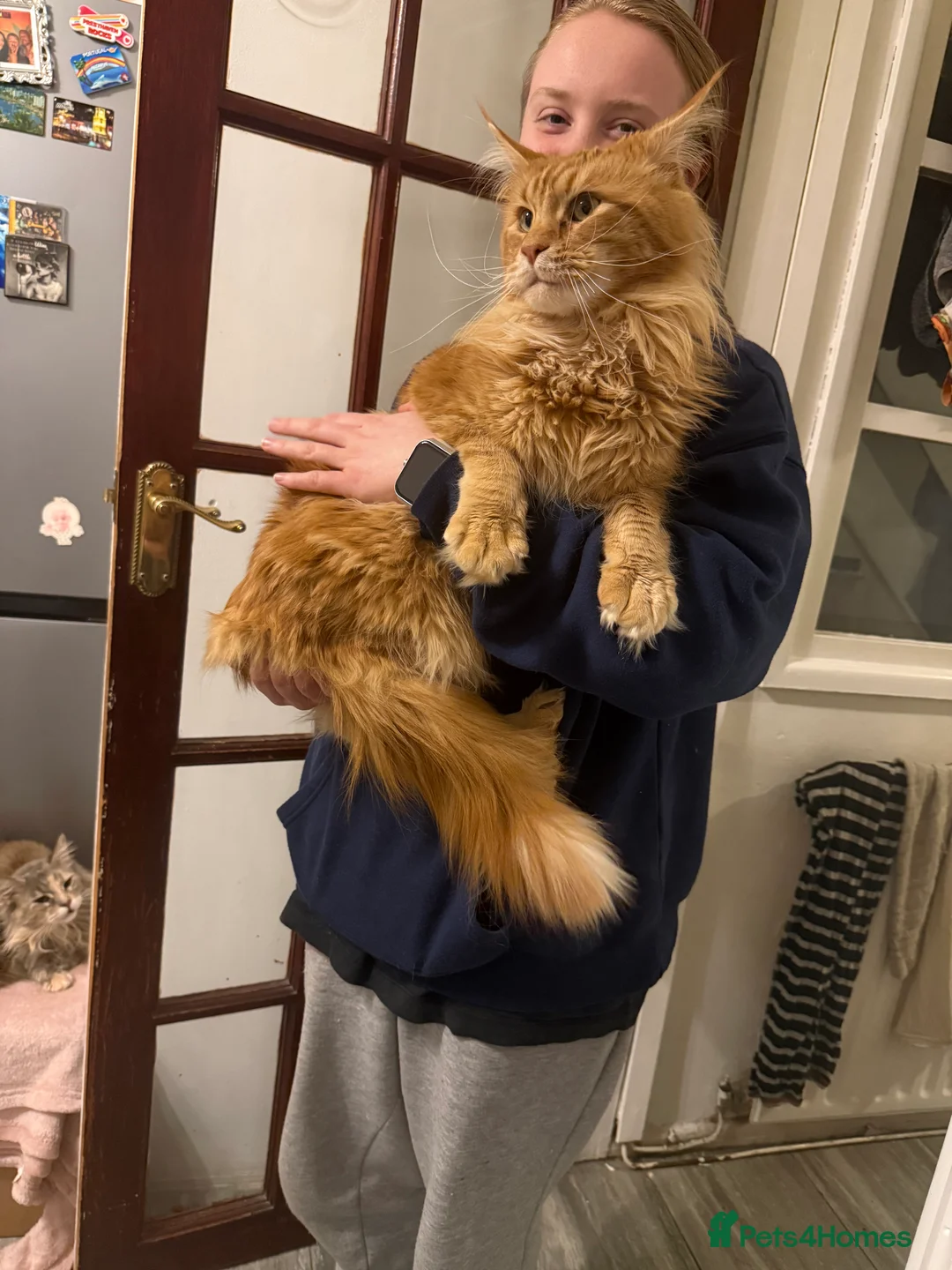Maine Coon cats for sale: Maine coon kittens reds stunning pedigree’s  - Advert 23