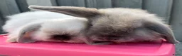Mini Lop rabbits for sale: 🐰 Two Beautiful Female Lop Bunnies 🐰 - Advert 3
