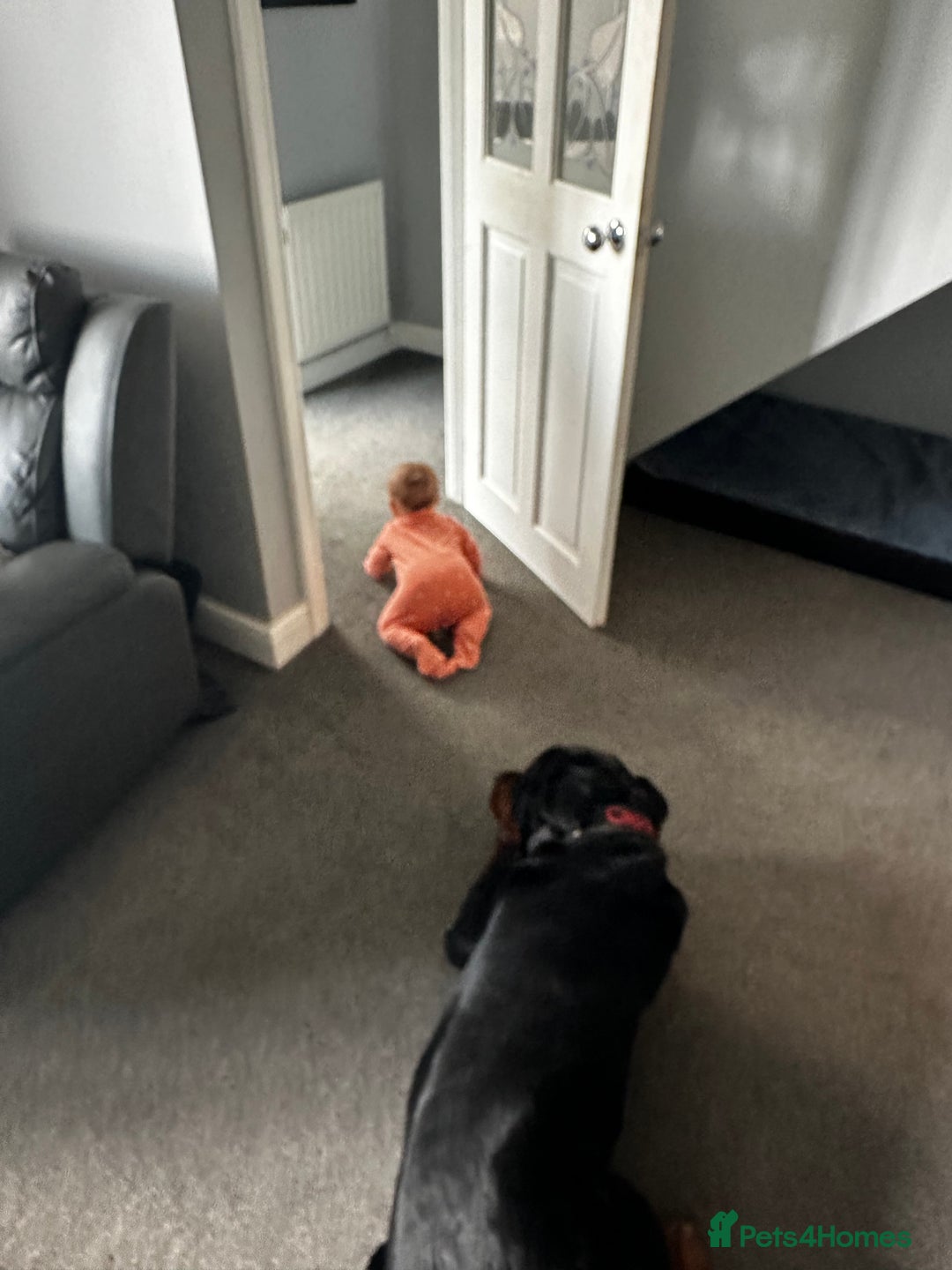 Rottweiler dogs for sale: Rottweiler needs a loving forever home  - Advert 10