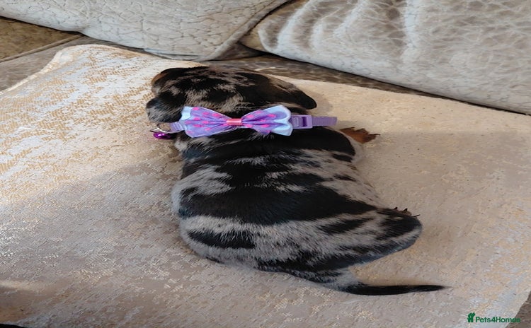 Miniature Dachshund dogs - Advert 5