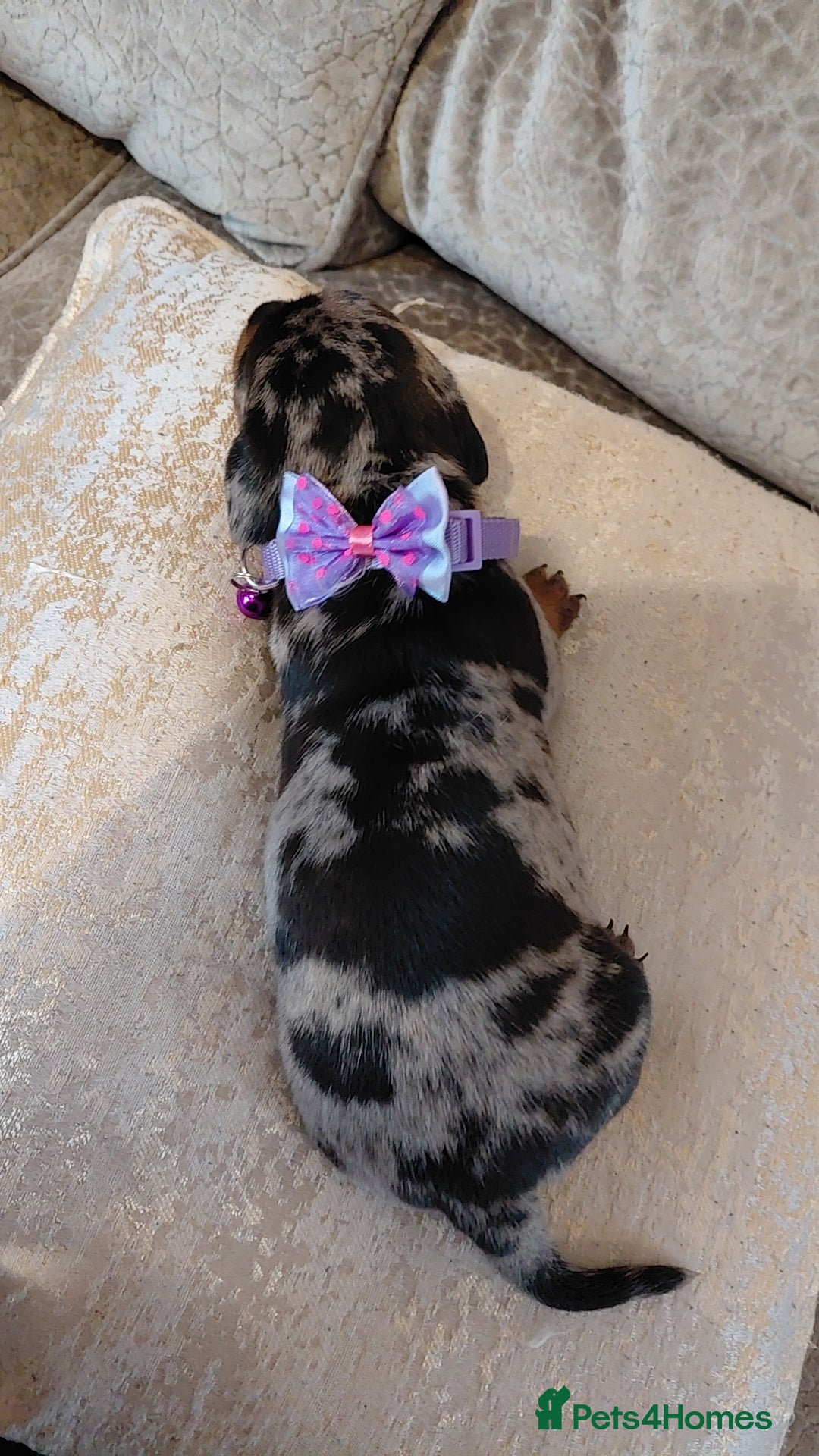 Miniature Dachshund dogs for sale: Ready now beautiful miniature dachshund pups - Image 17