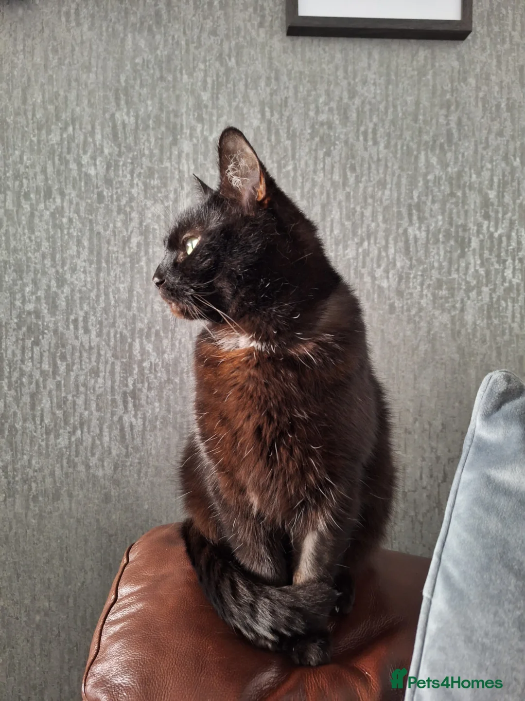 Domestic Shorthair cats for sale: Jaguar needs a new home - Advert 8