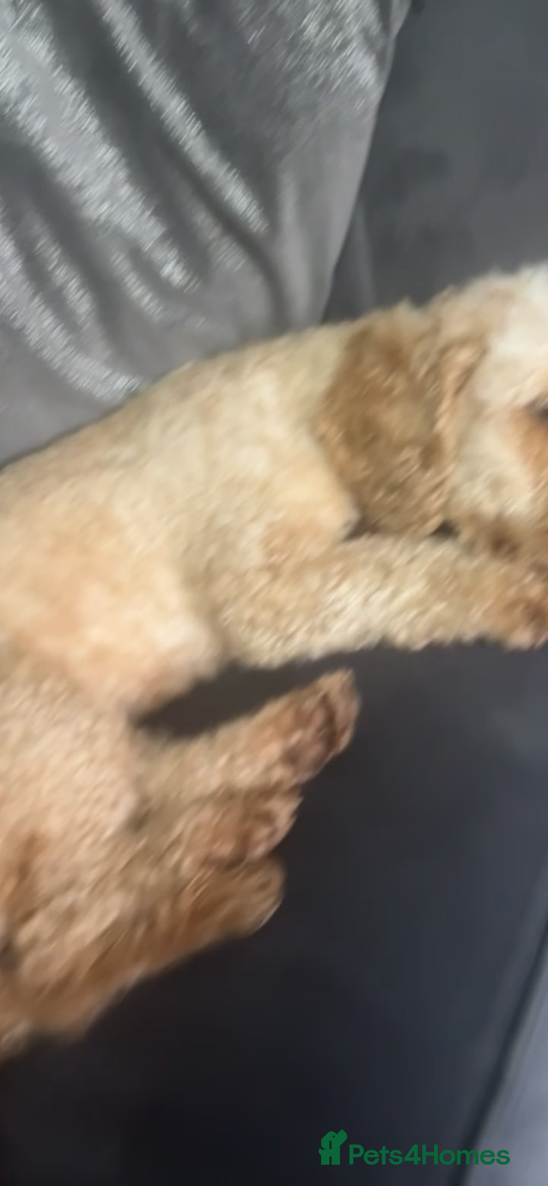 Cockapoo dogs for sale: Cockapoo’s - Advert 2