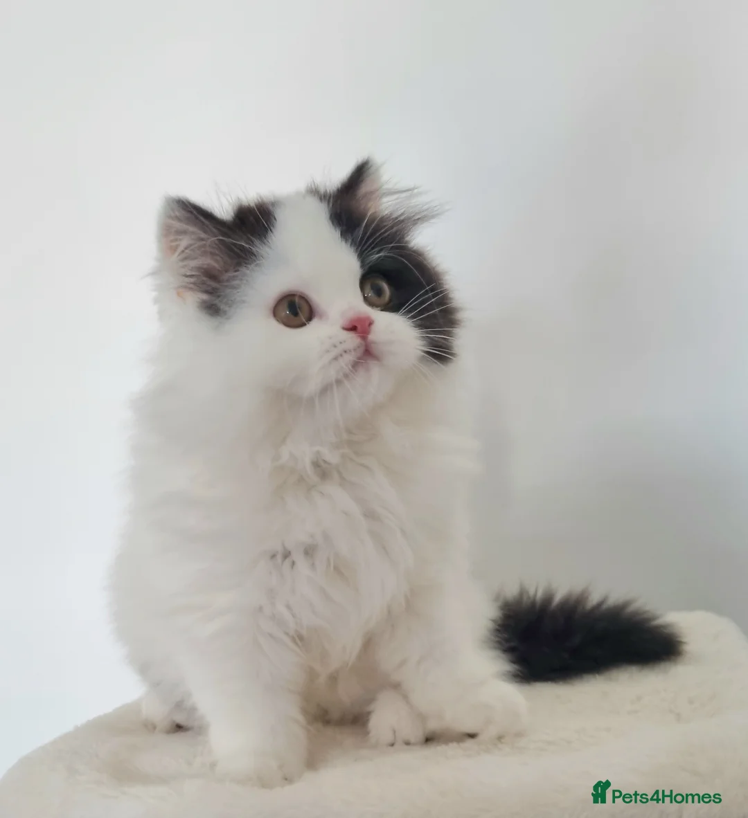 British Shorthair cats for sale: Exceptional British Shorthair & Longhair kittens - Advert 5