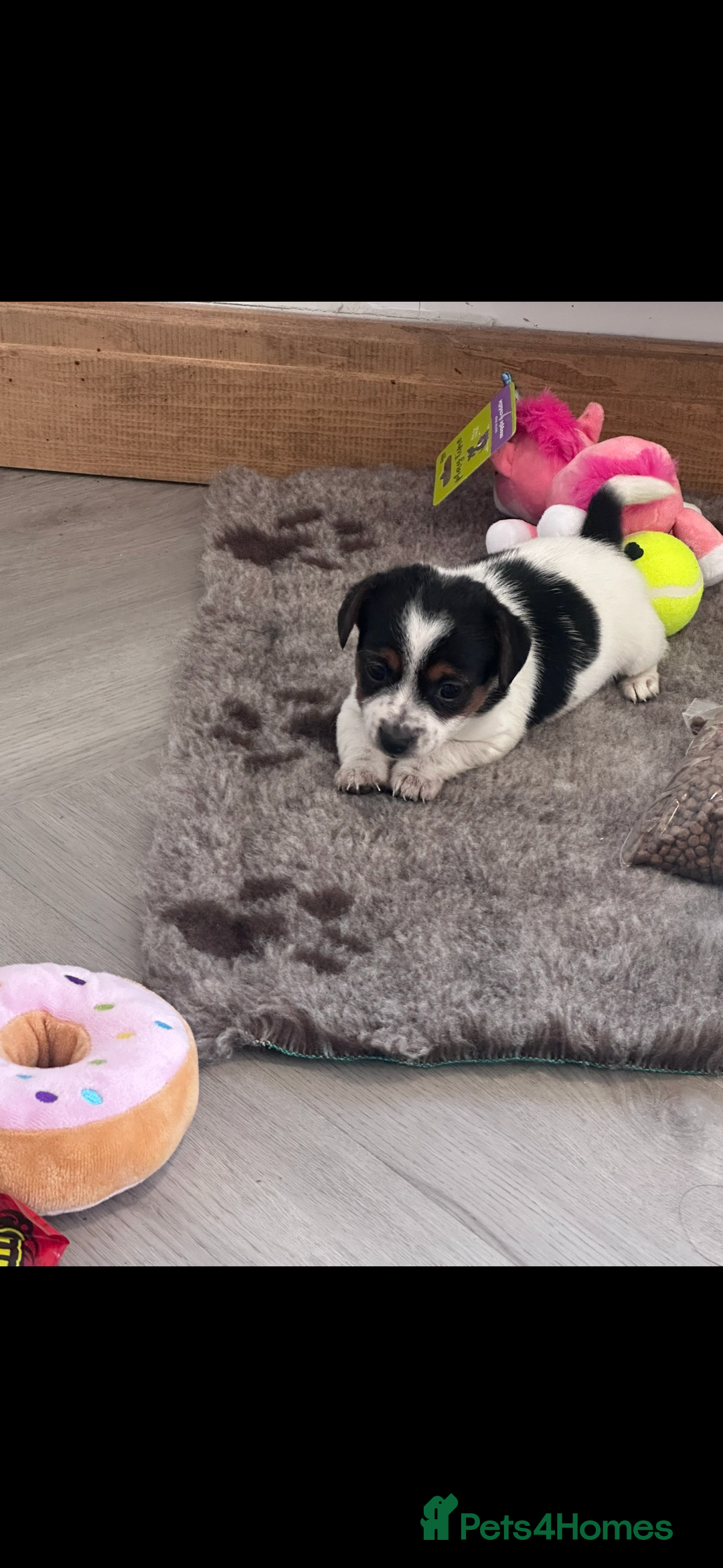 Jack Russell dogs for sale: READY NOW Short legged Jack Russell’s  - Image 1