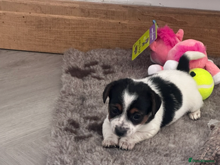 Jack Russell dogs - Advert 22