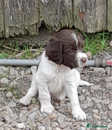 English Springer Spaniel dogs Gorgeous English Springer Spaniels Puppies - Advert 1