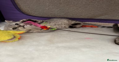 British Shorthair cats - Advert 15