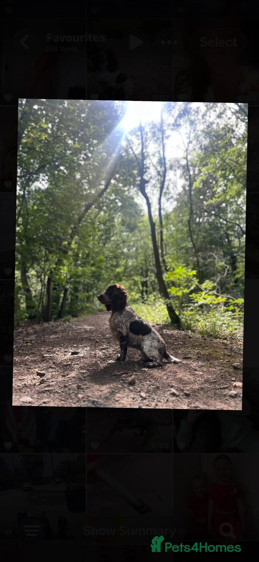Cocker Spaniel dogs for sale: PUPS Working cocker spaniel puppies  in Wingate - Advert 13