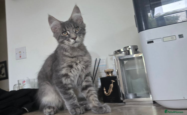 Maine Coon cats - Advert 1